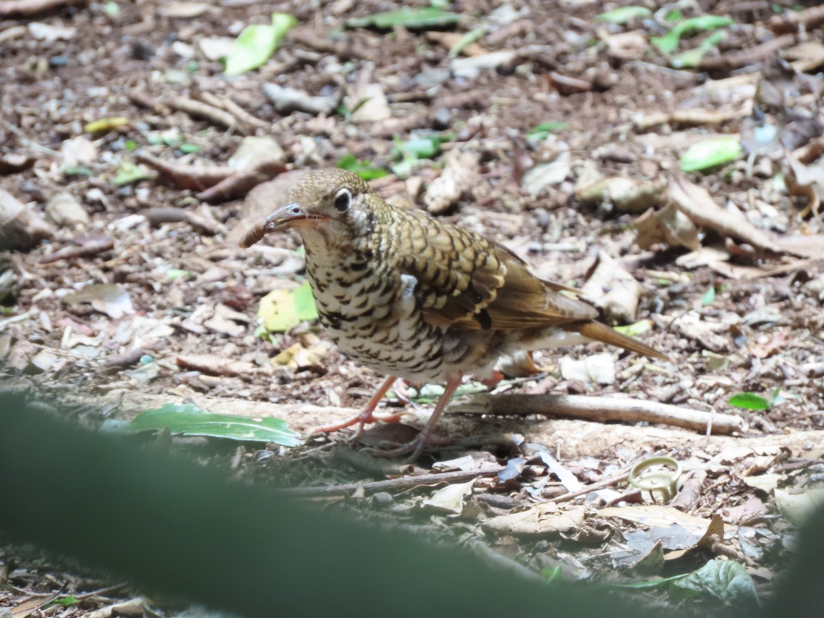 Bassian/Russet-tailed Thrush - ML645284828