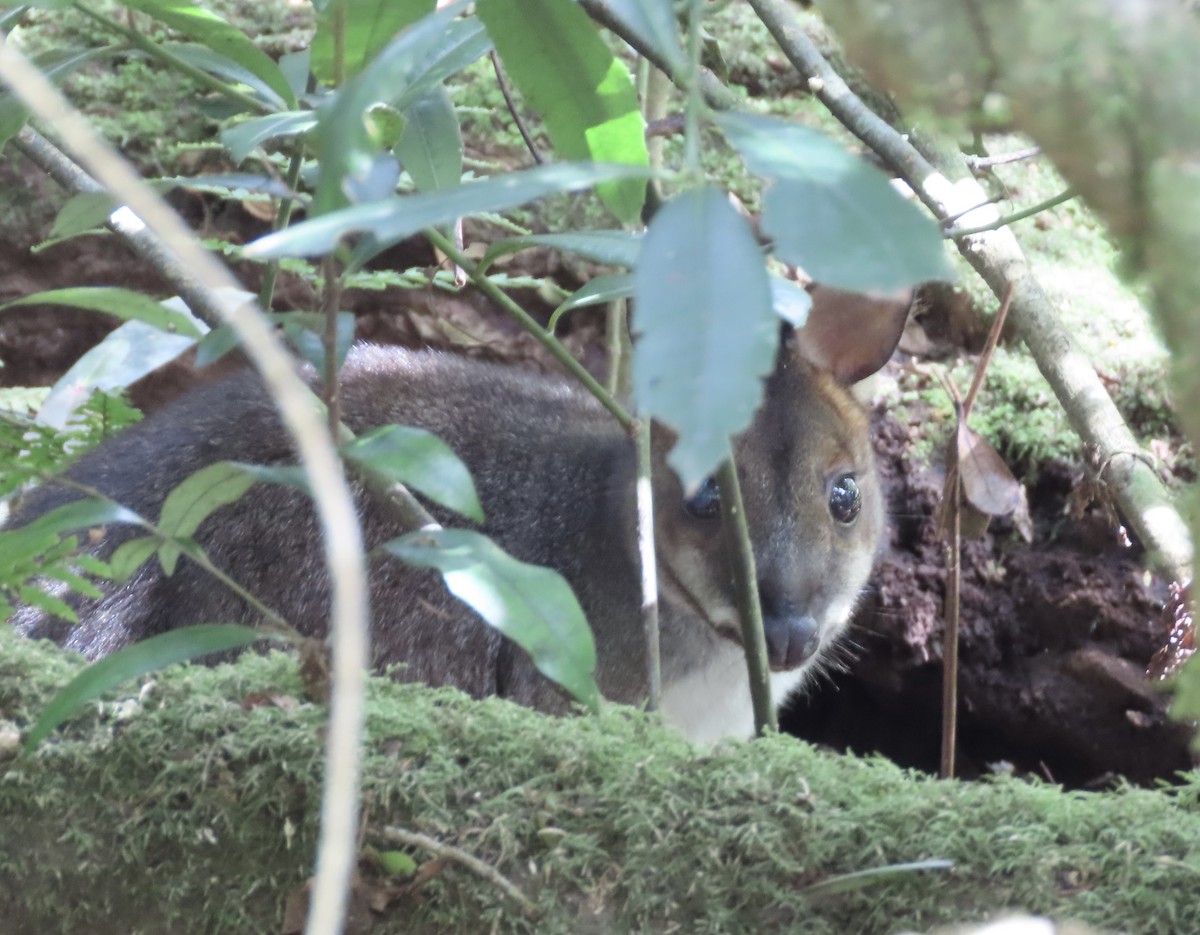 Red-necked Pademelon - ML645284839