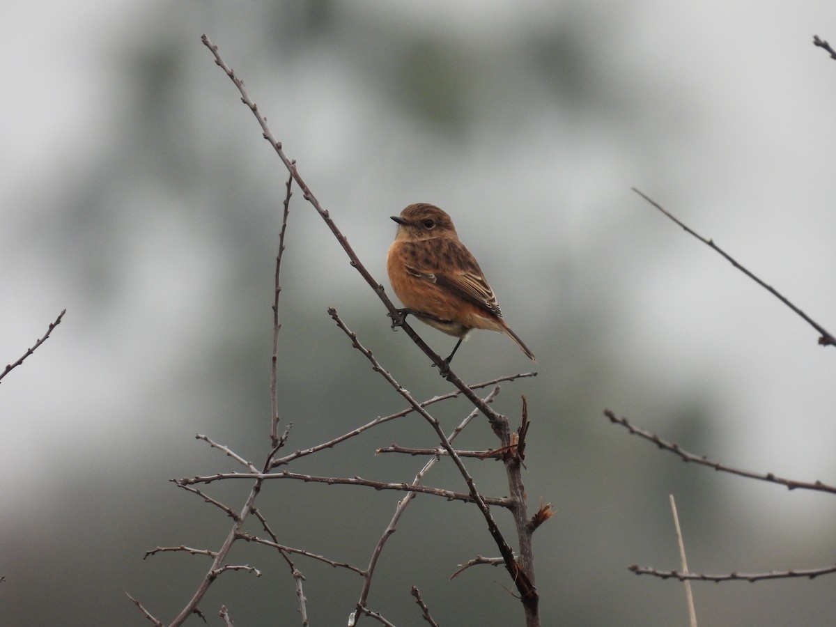 European Stonechat - ML645284842