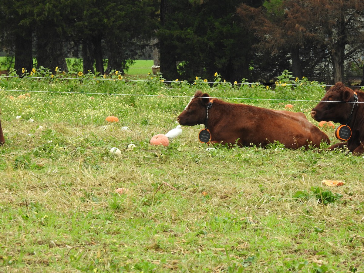 Western Cattle-Egret - ML645284843