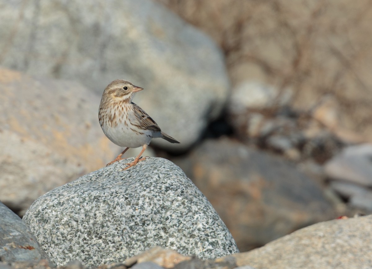 Savannah Sparrow - ML645284847
