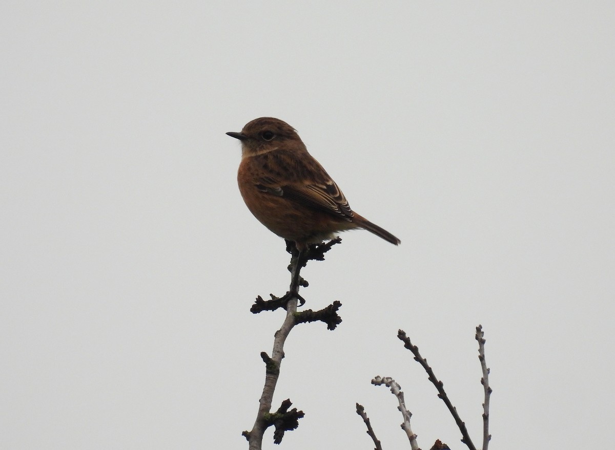 European Stonechat - ML645284851