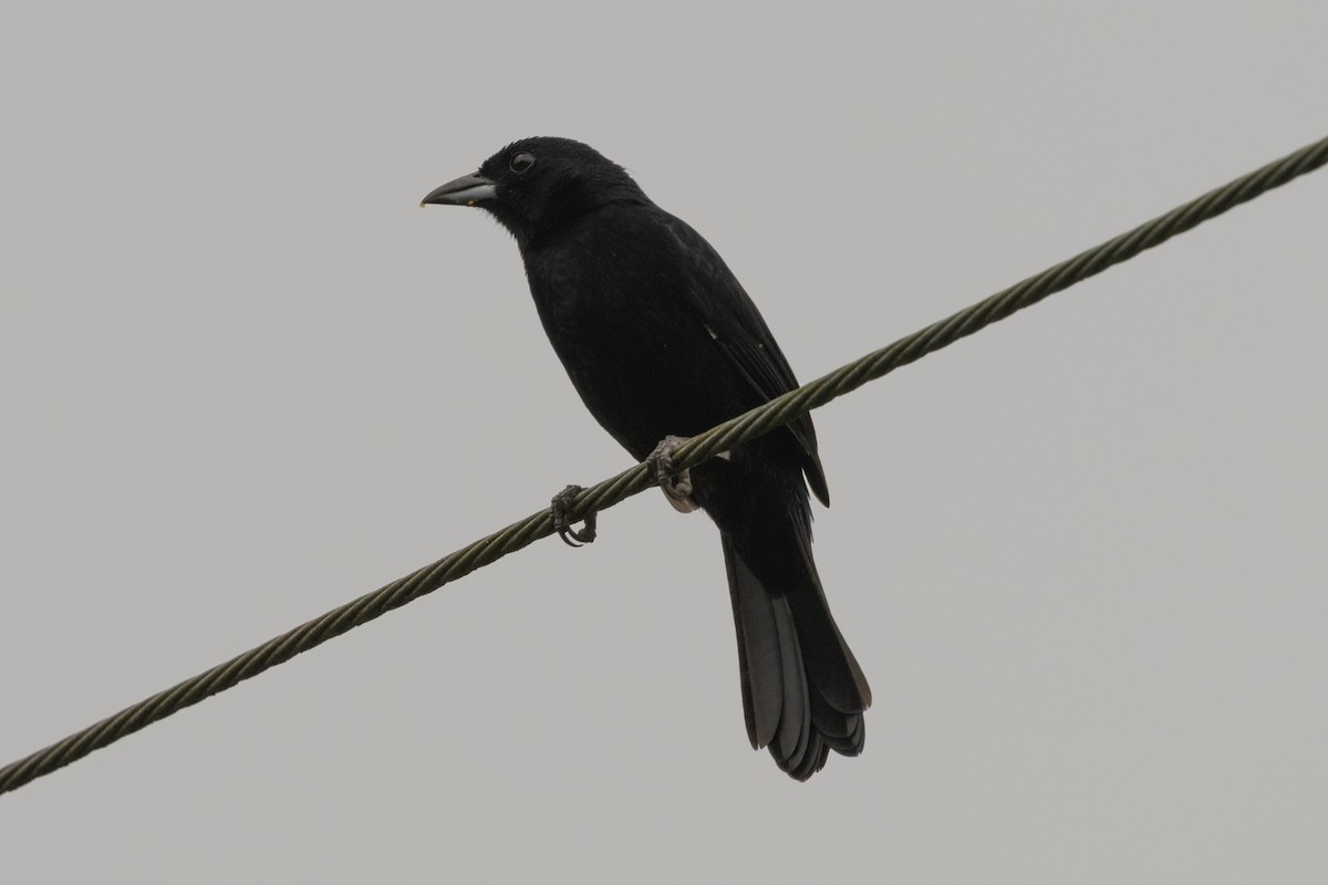 Melodious Blackbird - ML645284857