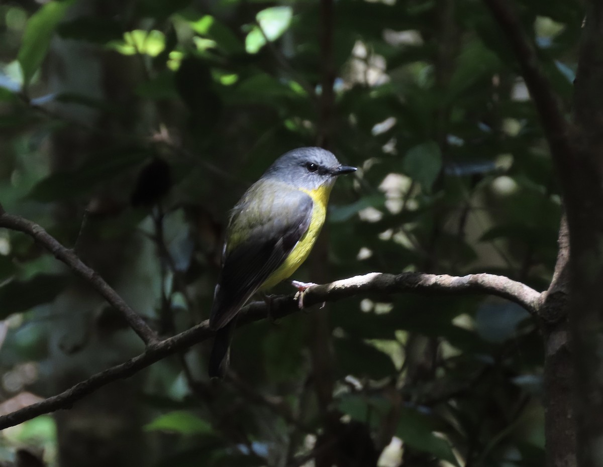 lejsčík žlutý - ML645284864