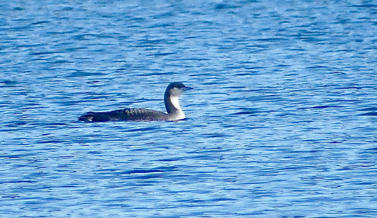 Pacific Loon - ML645284869