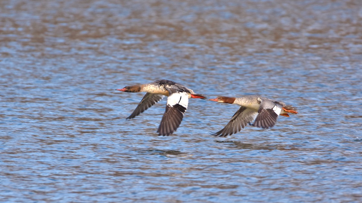 Common Merganser - ML645284872
