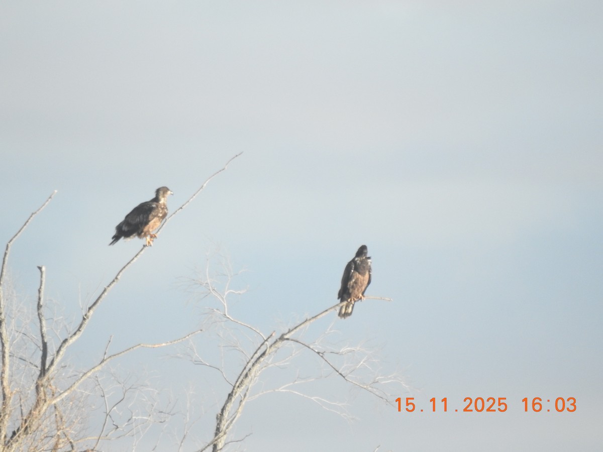 Bald Eagle - ML645284896