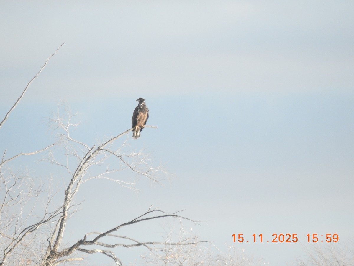 Bald Eagle - ML645284897