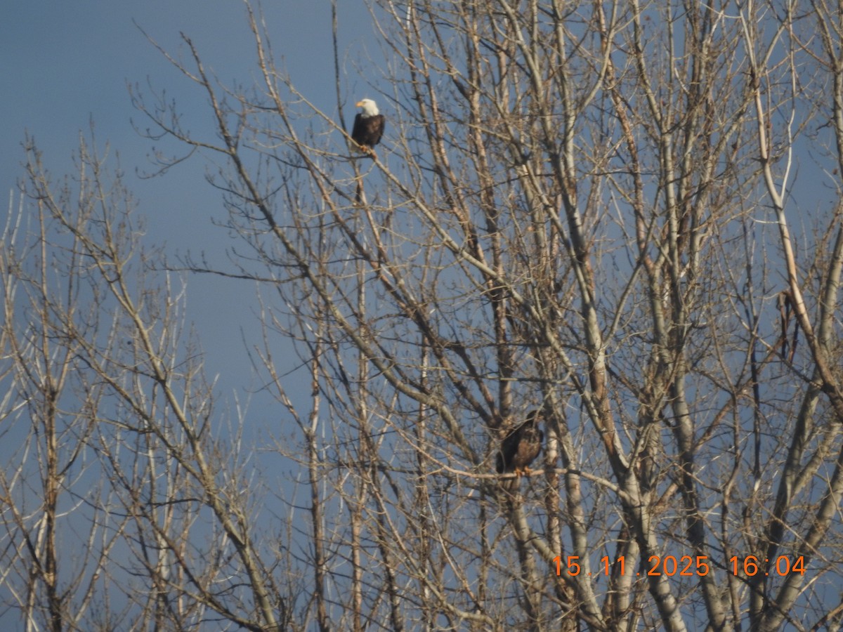 Bald Eagle - ML645284898