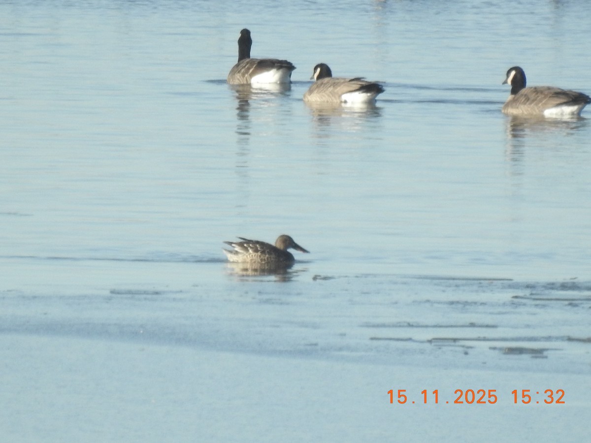 Northern Shoveler - ML645284907