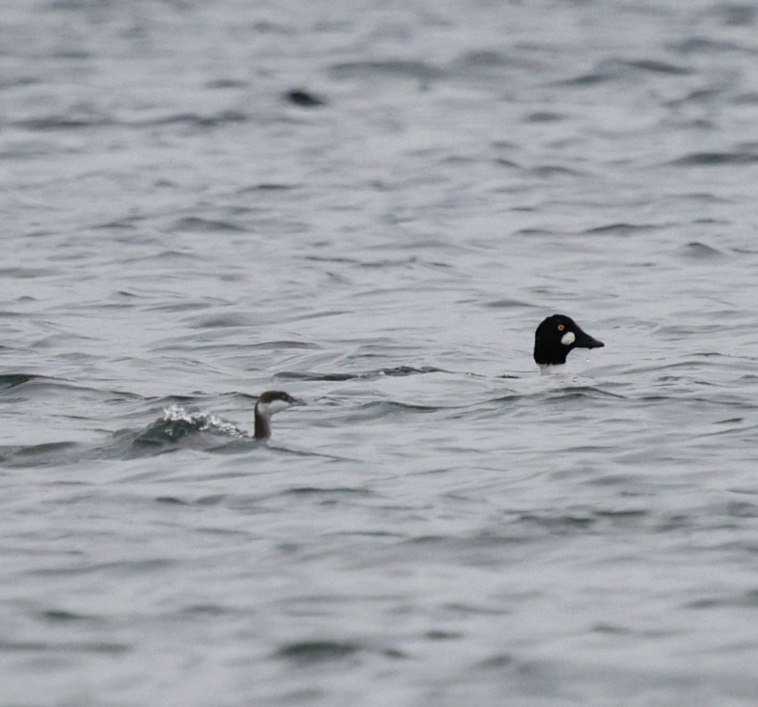 Zampullín Cuellirrojo - ML645284908