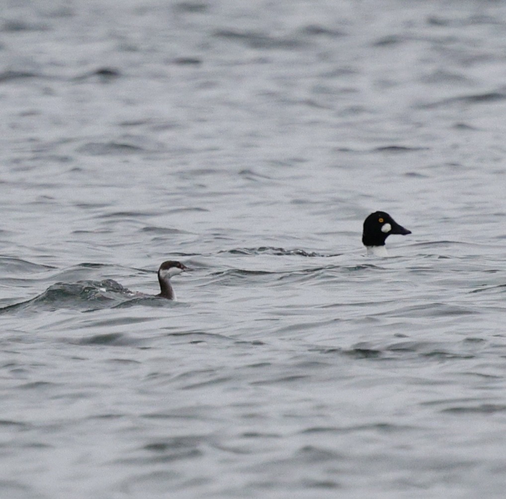 Zampullín Cuellirrojo - ML645284909