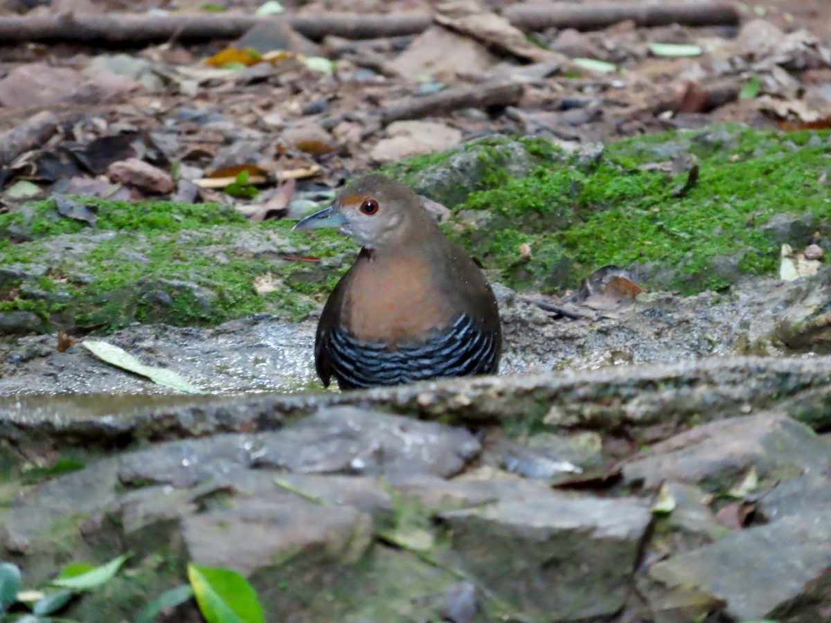 Slaty-legged Crake - ML645284913