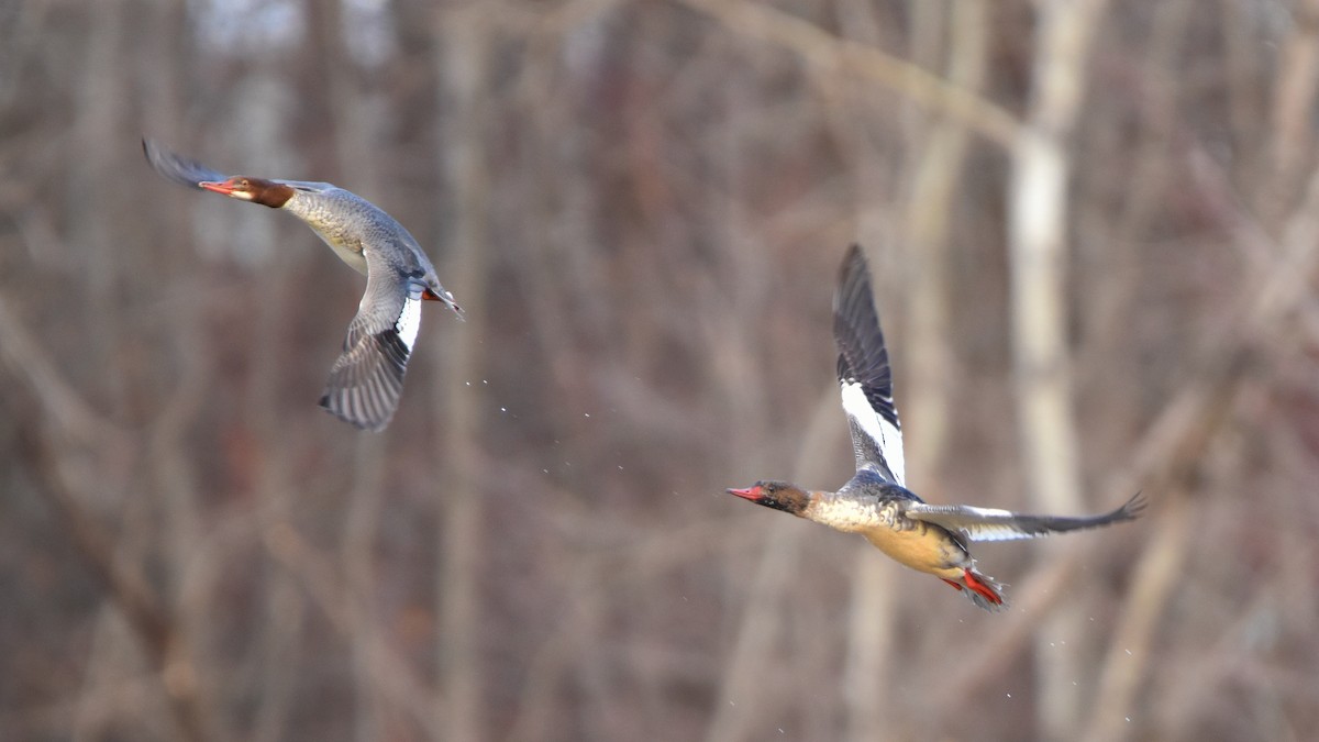 Common Merganser - ML645284915