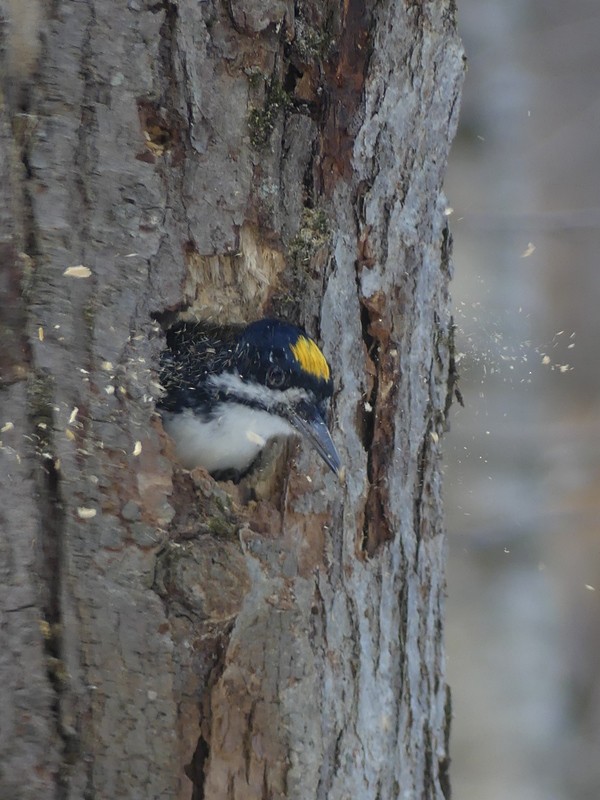 Black-backed Woodpecker - ML645284922
