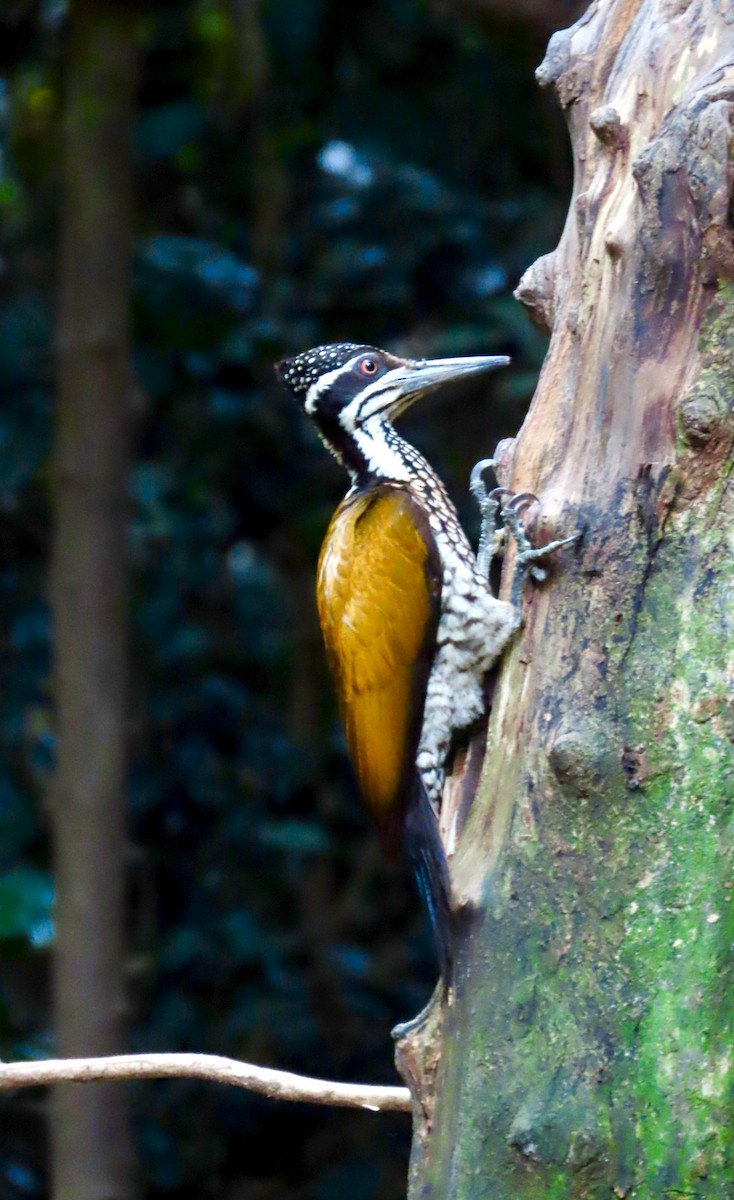 Greater Flameback - ML645284937