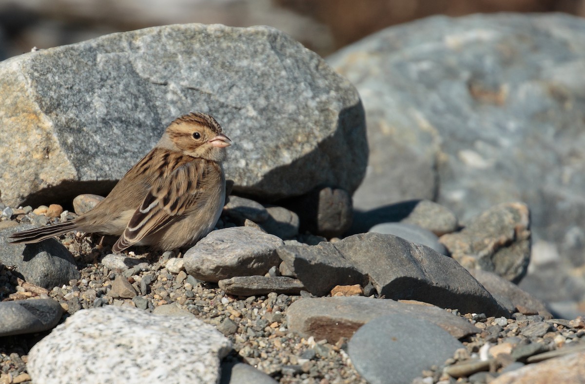Clay-colored Sparrow - ML645284941