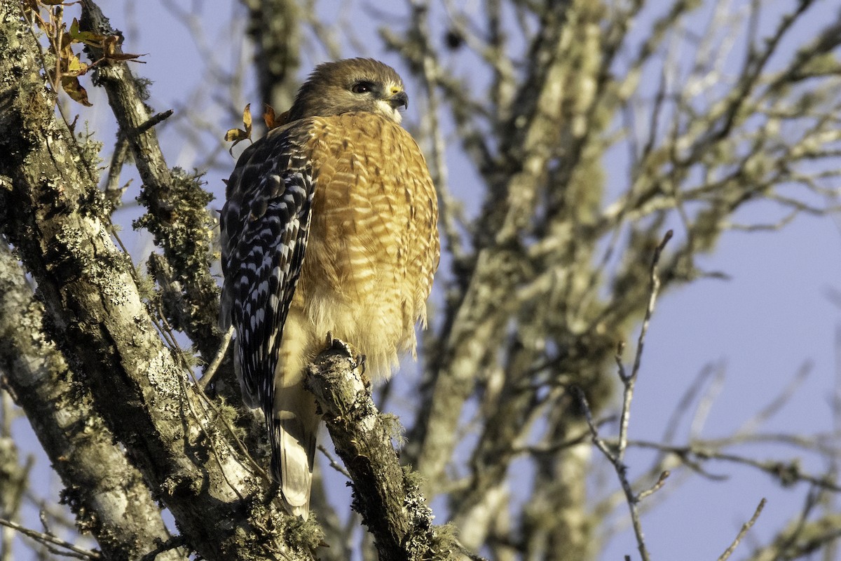 Red-shouldered Hawk - ML645284942