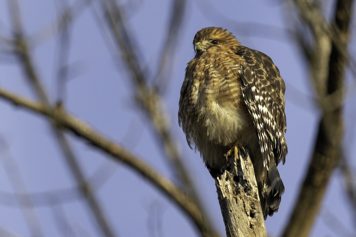 Red-shouldered Hawk - ML645284943
