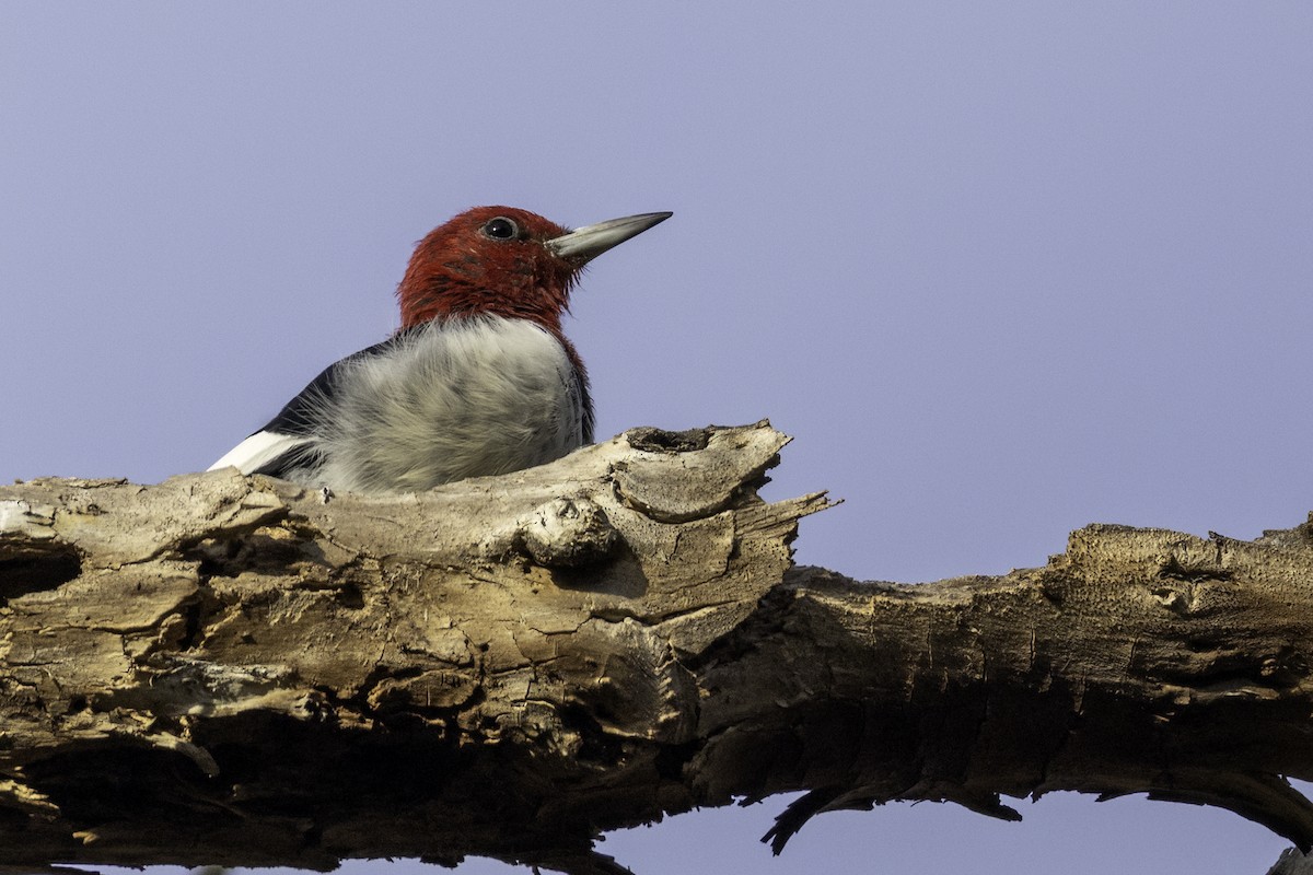 Red-headed Woodpecker - ML645284944