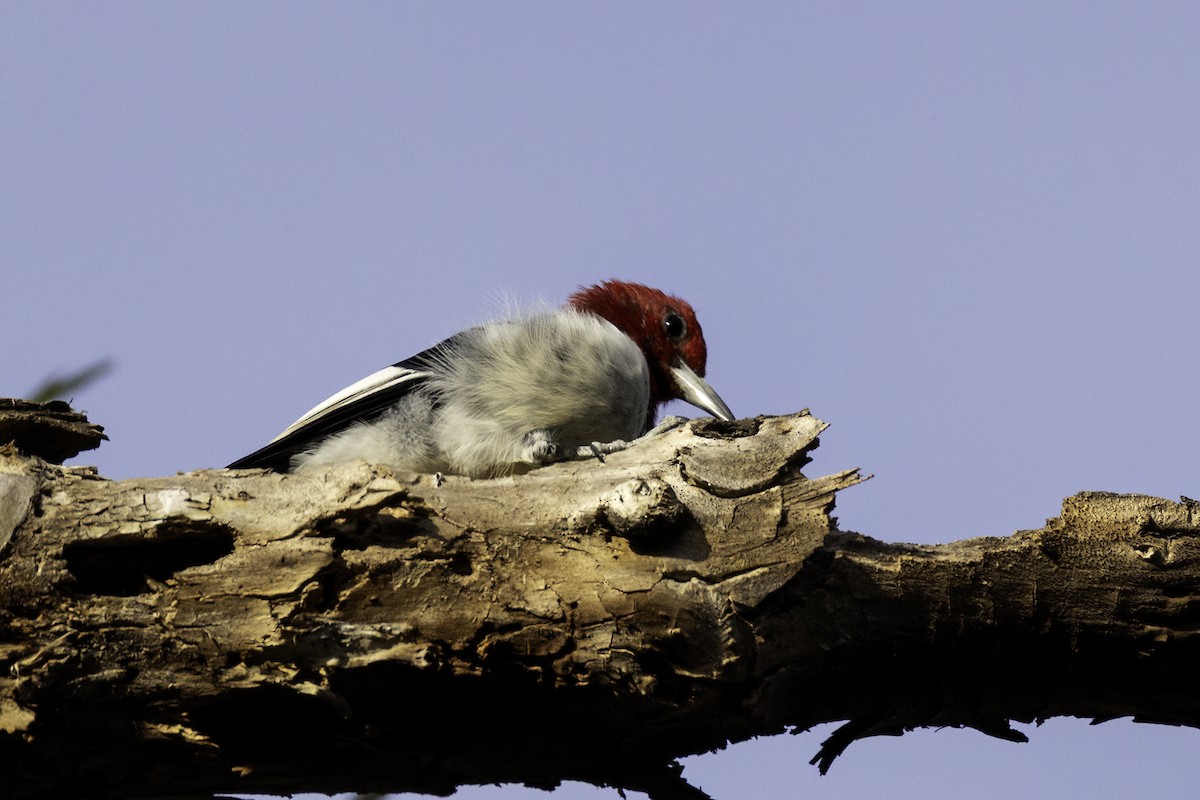 Red-headed Woodpecker - ML645284945