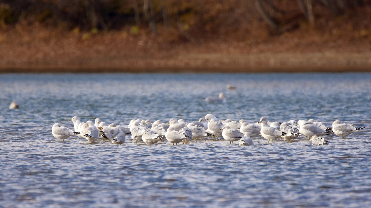 Ring-billed Gull - ML645284947