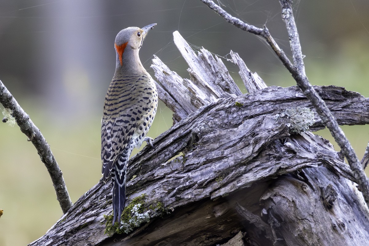 נקר צפון-אמריקני - ML645284951