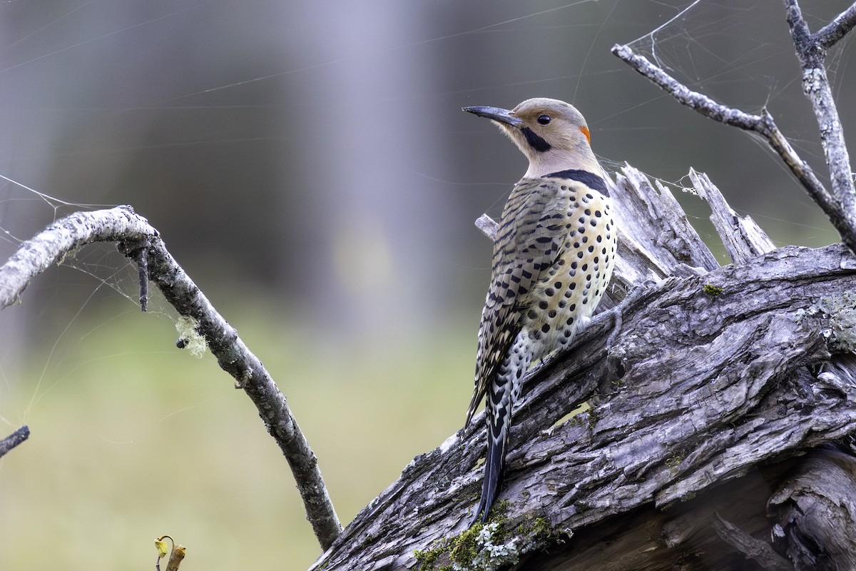נקר צפון-אמריקני - ML645284952