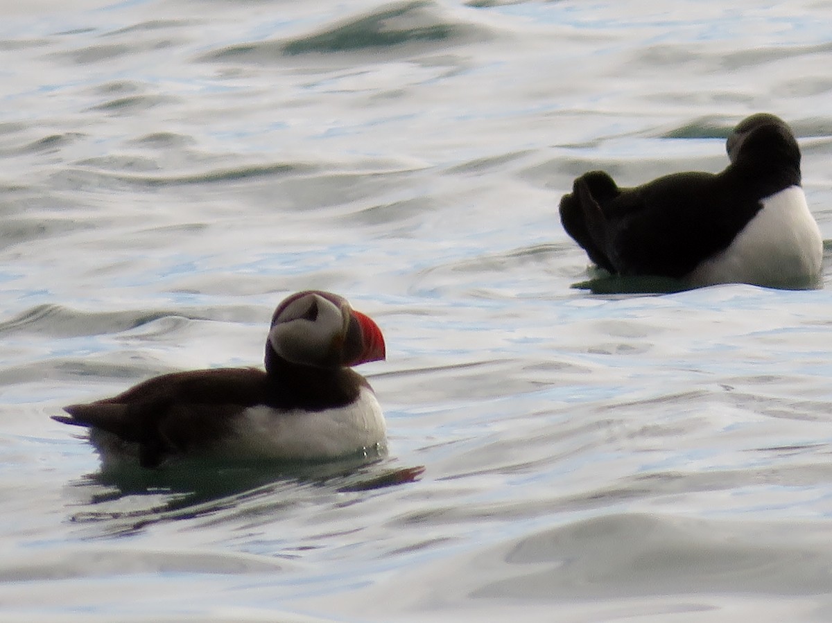 תוכי-ים אטלנטי - ML645284954