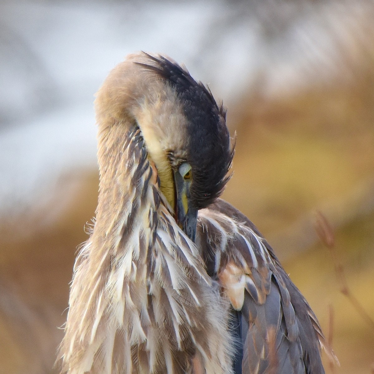 Great Blue Heron - ML645284957