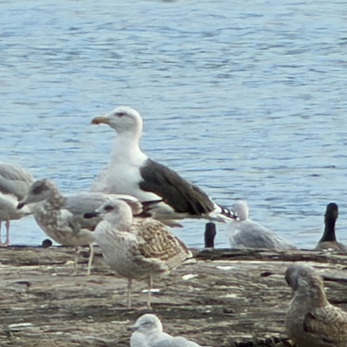 Büyük Kara Sırtlı Martı - ML645284960