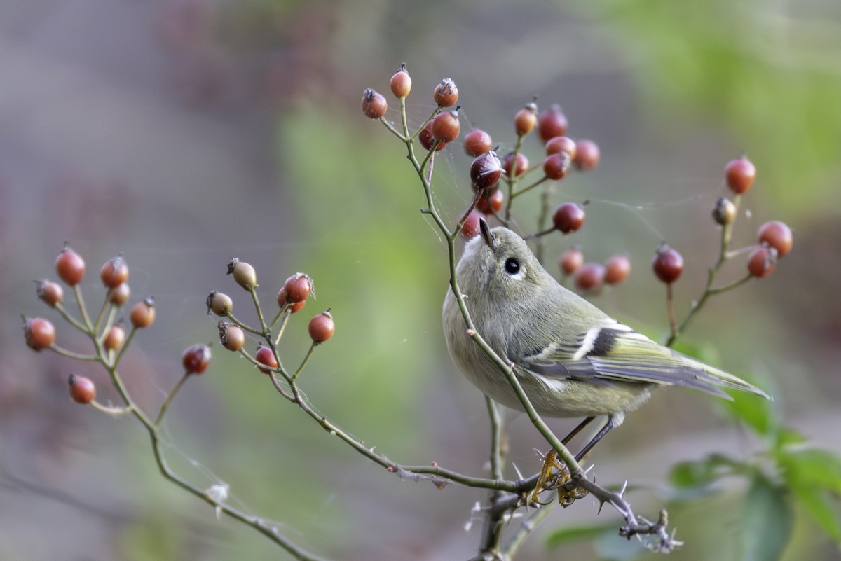 מלכילון אמריקני - ML645284962