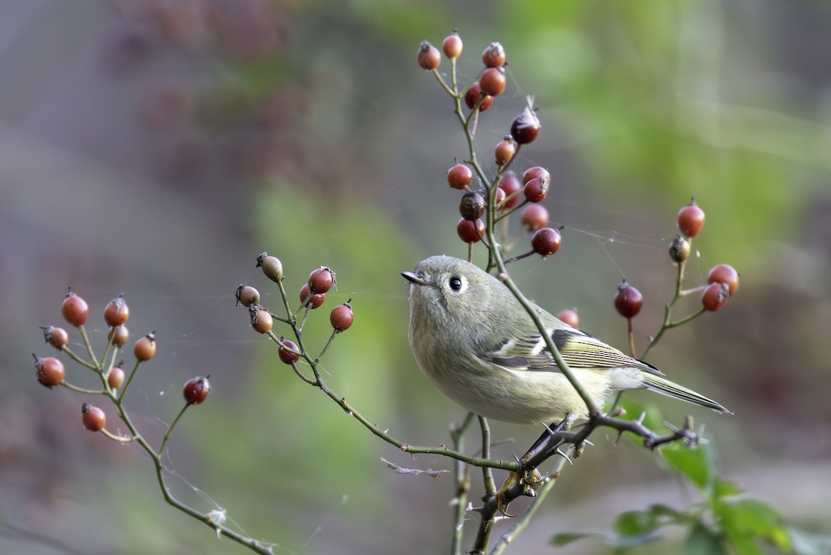 מלכילון אמריקני - ML645284963
