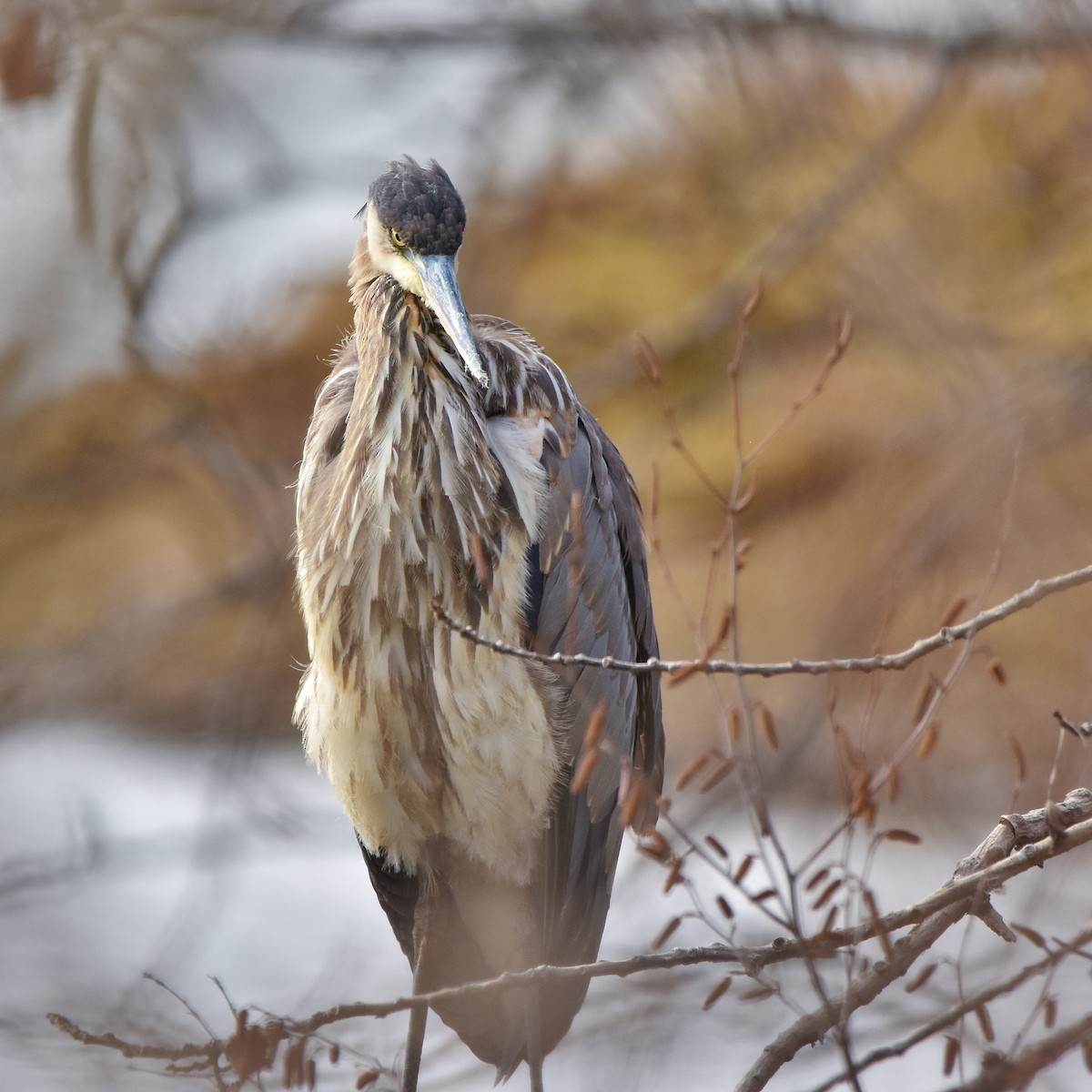 Great Blue Heron - ML645284965