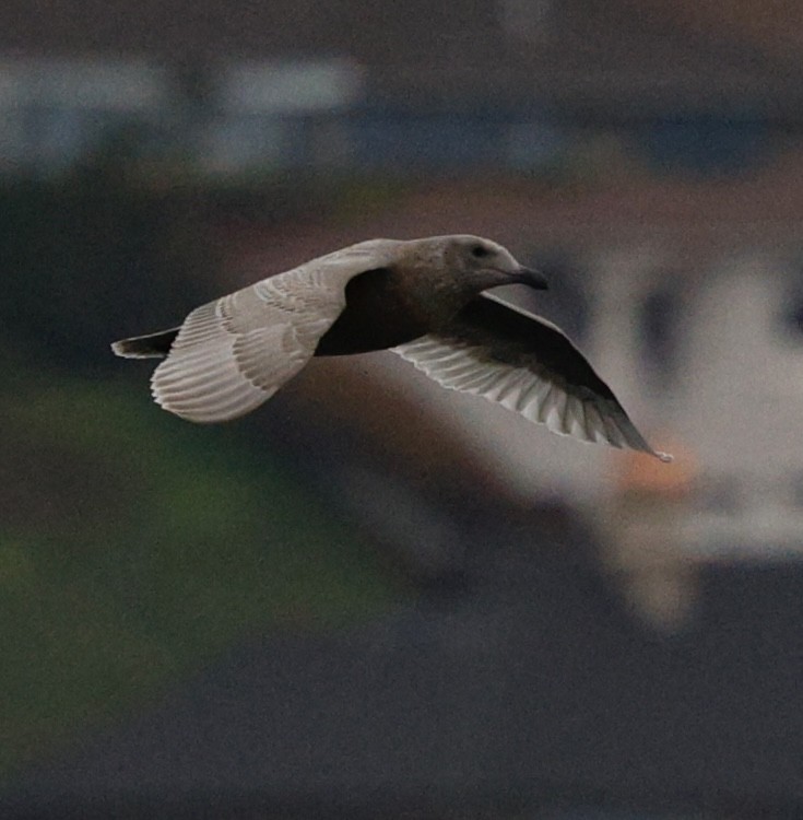 gull sp. - ML645284966