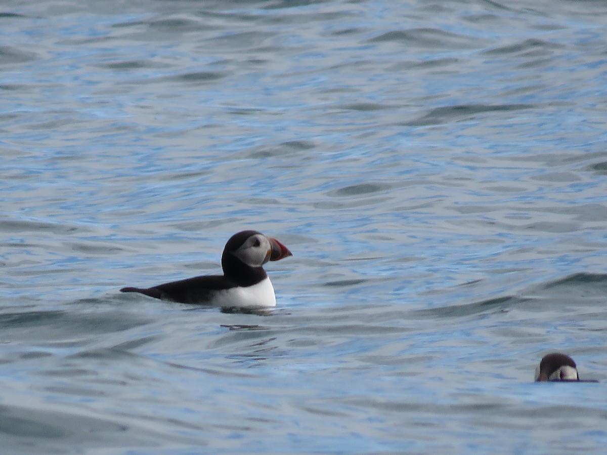 תוכי-ים אטלנטי - ML645284968