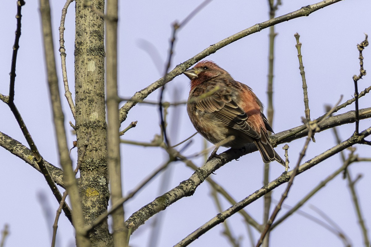 Purple Finch - ML645284974