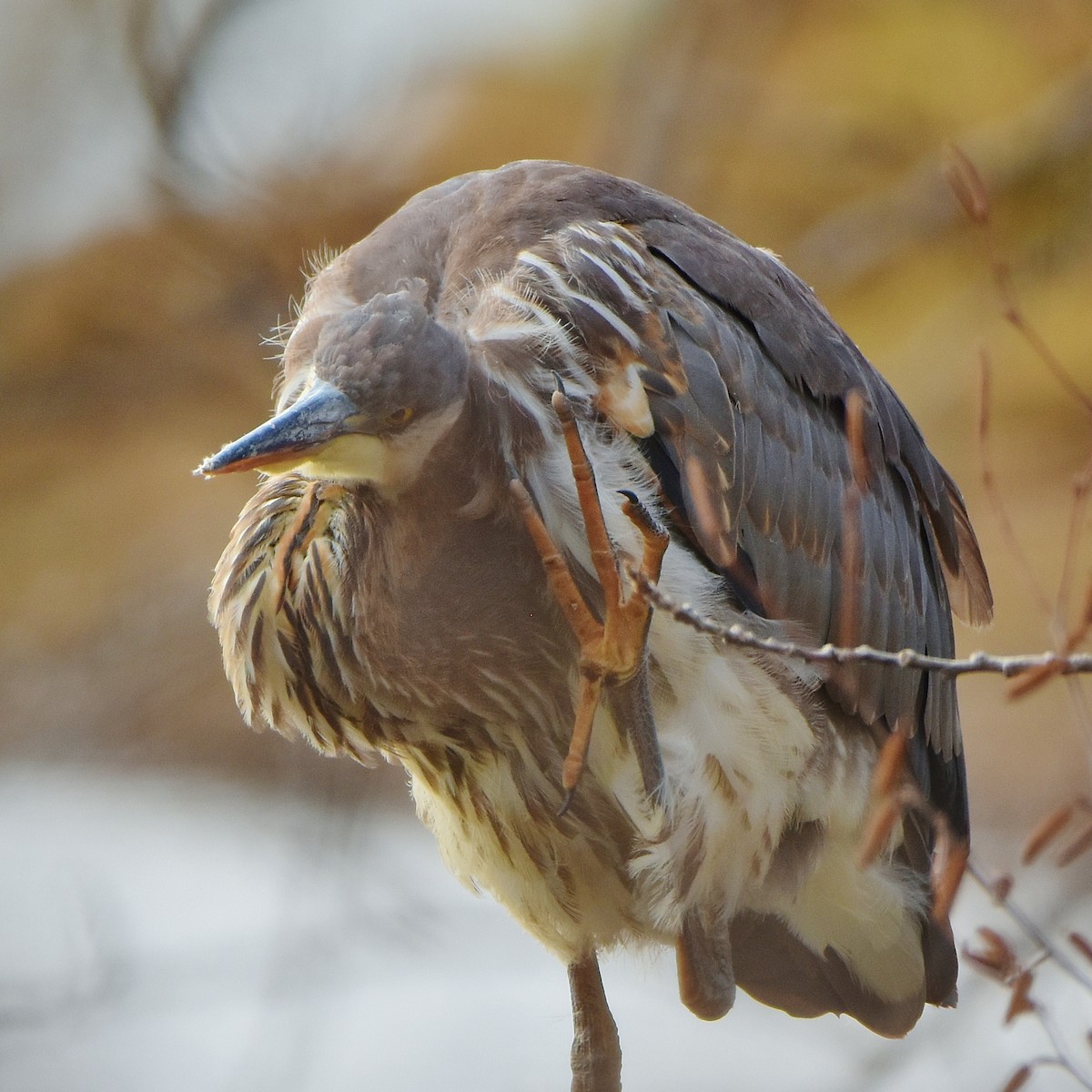Great Blue Heron - ML645284977
