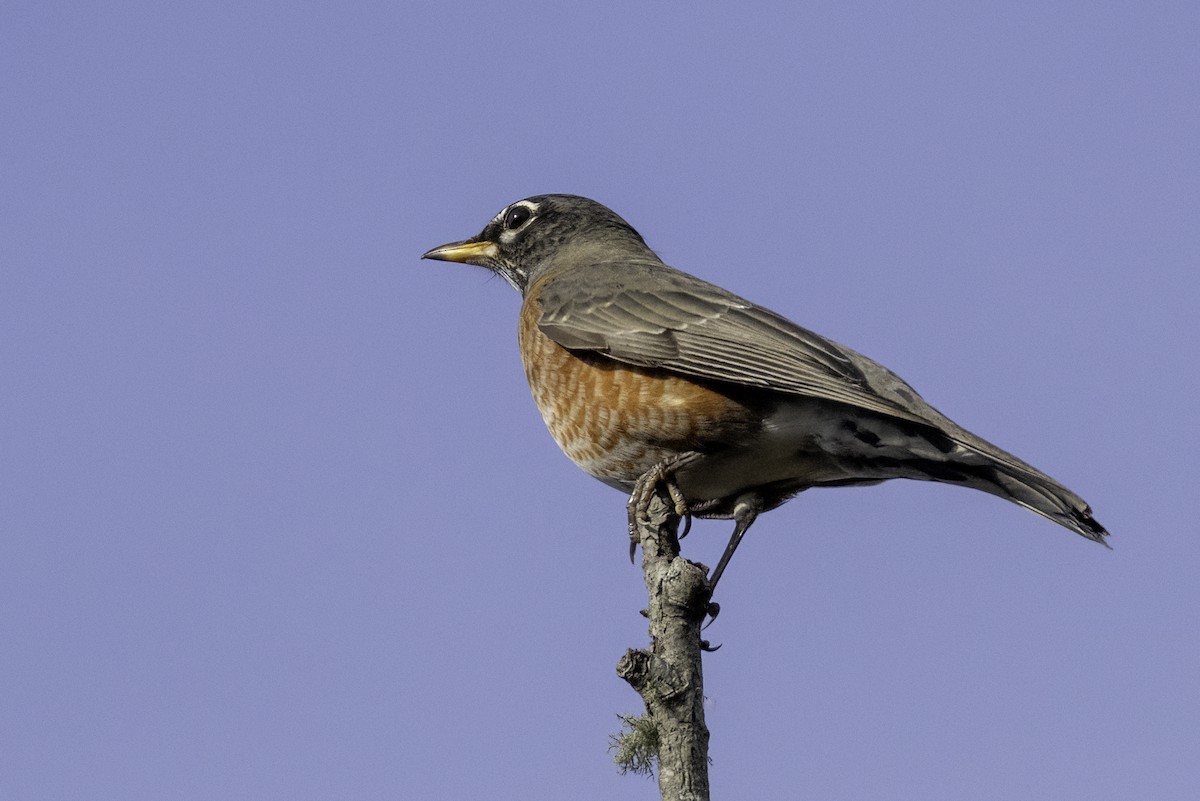 American Robin - ML645284978