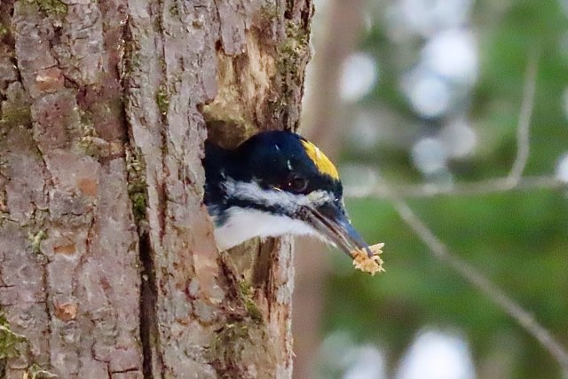 Black-backed Woodpecker - ML645284982