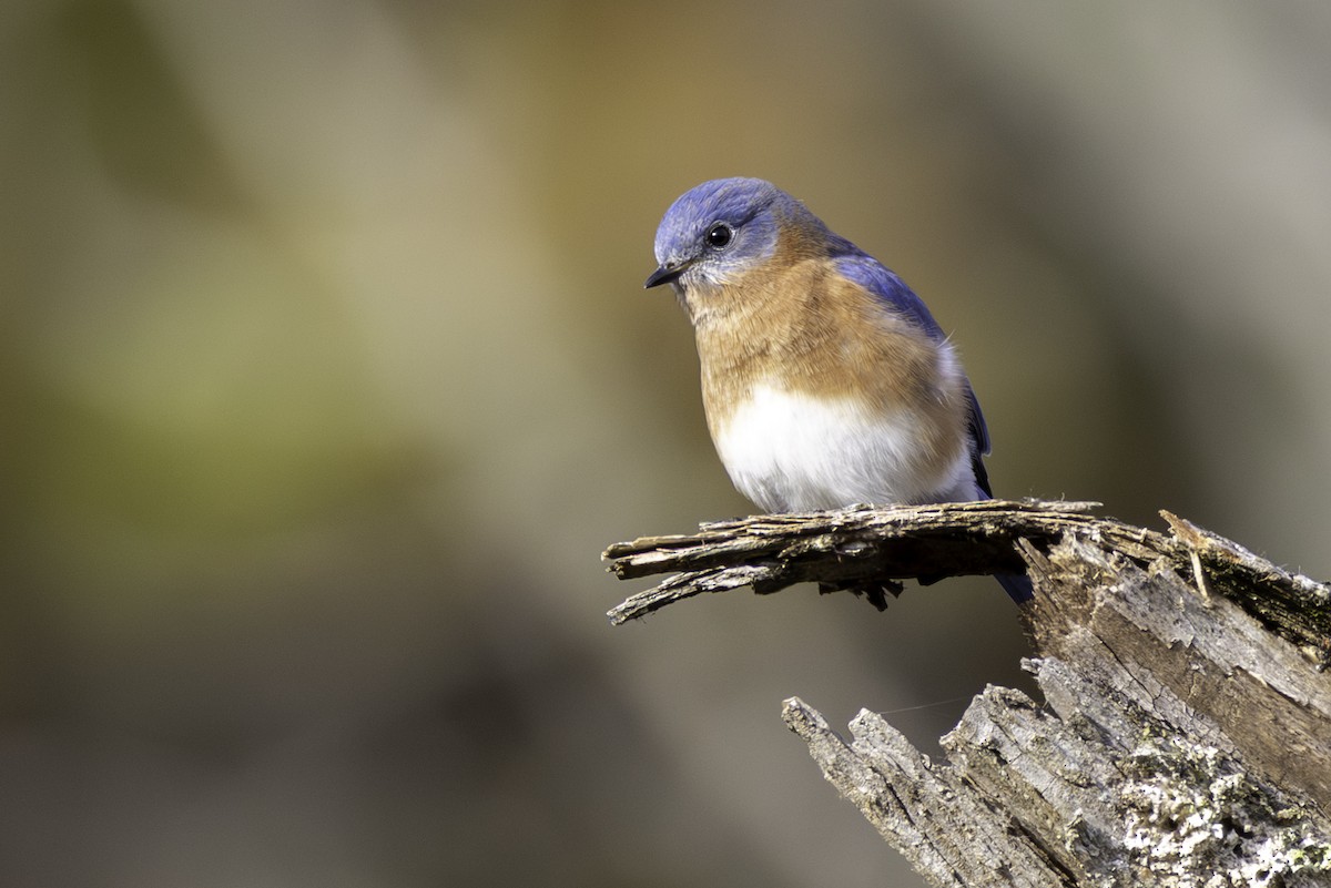 Eastern Bluebird - ML645284987