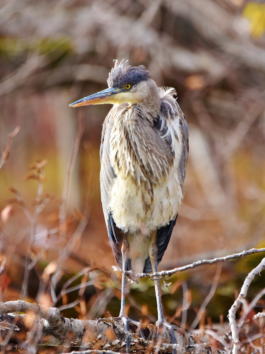 Great Blue Heron - ML645284988
