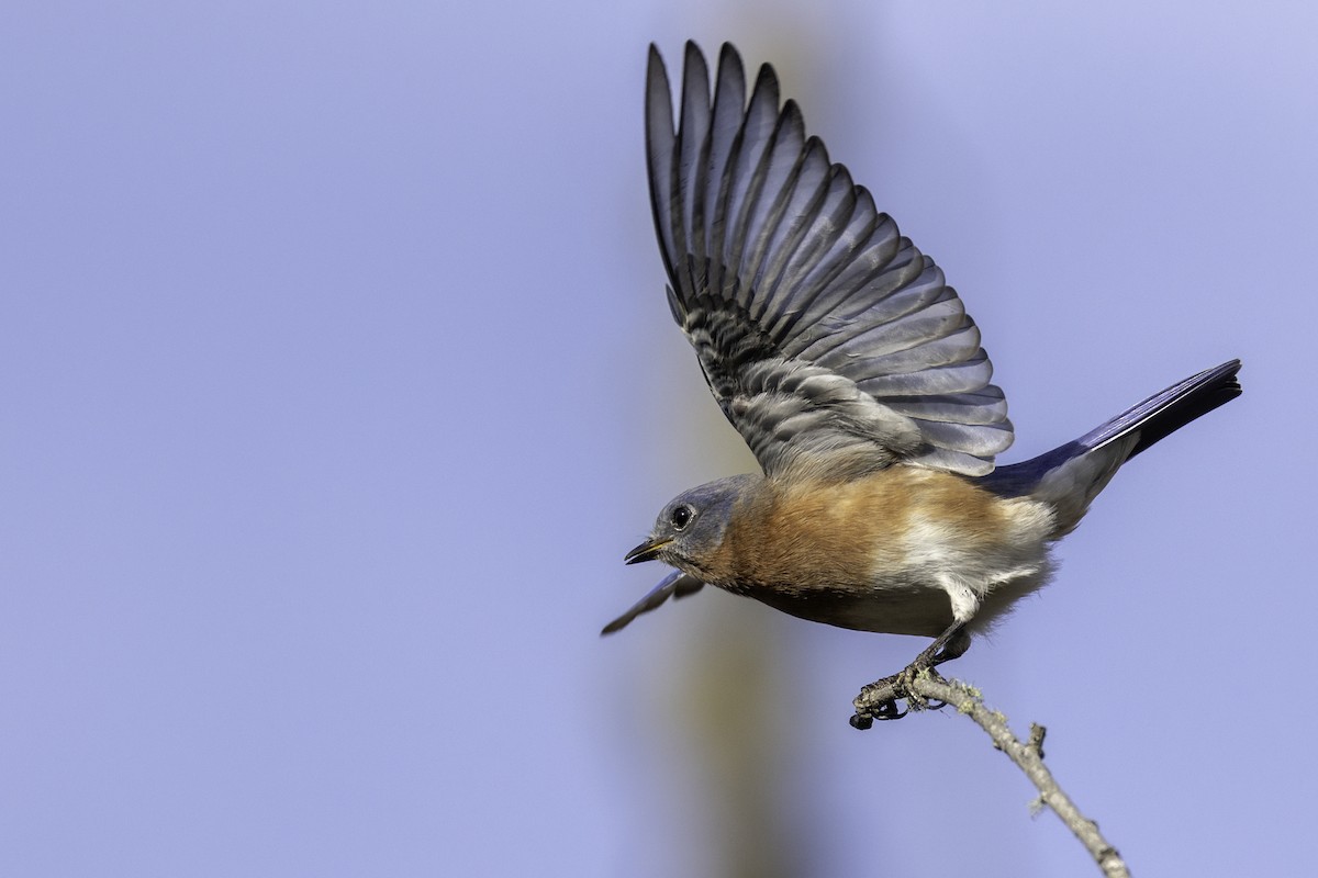 Eastern Bluebird - ML645284989