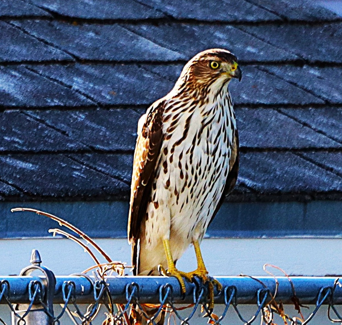 Cooper's Hawk - ML645284990