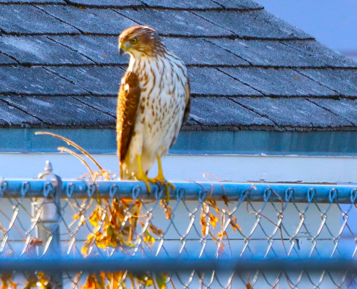 Cooper's Hawk - ML645284991