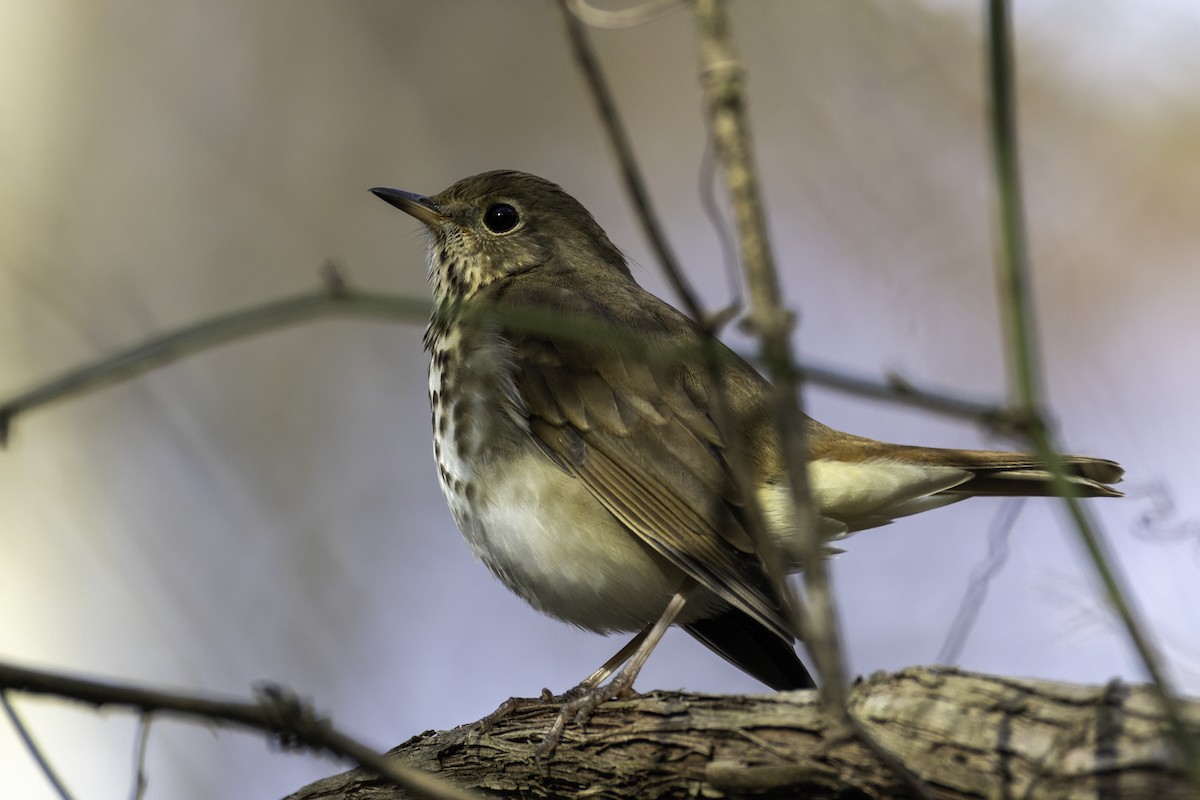 קיכלי חלוד-זנב - ML645284993