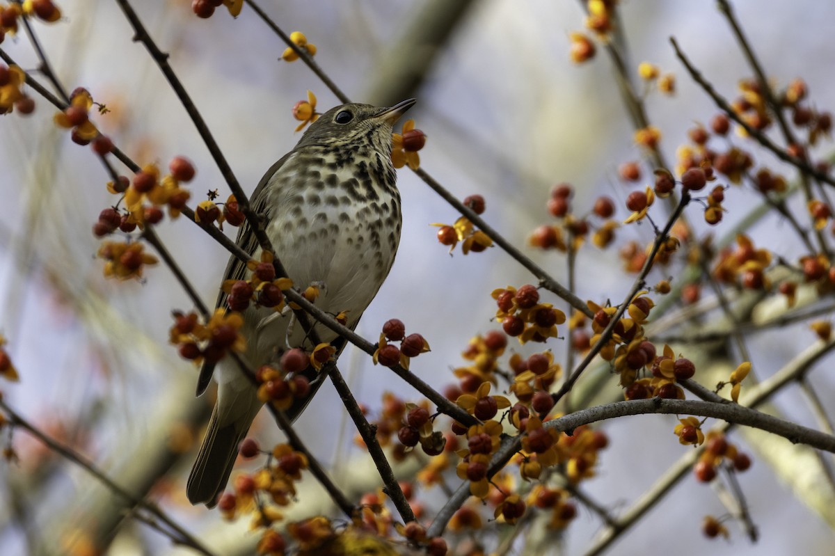 קיכלי חלוד-זנב - ML645284994