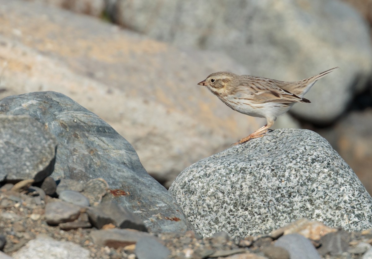 Savannah Sparrow - ML645285001