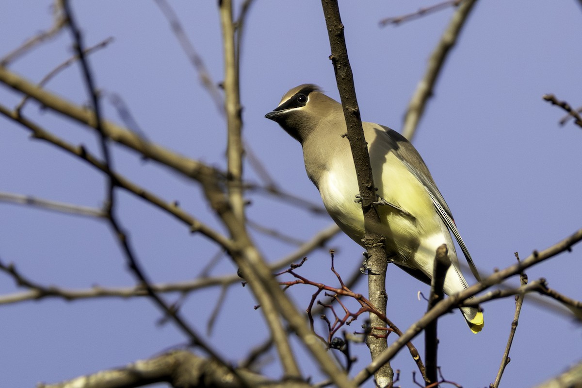 ציצנית אמריקנית - ML645285002