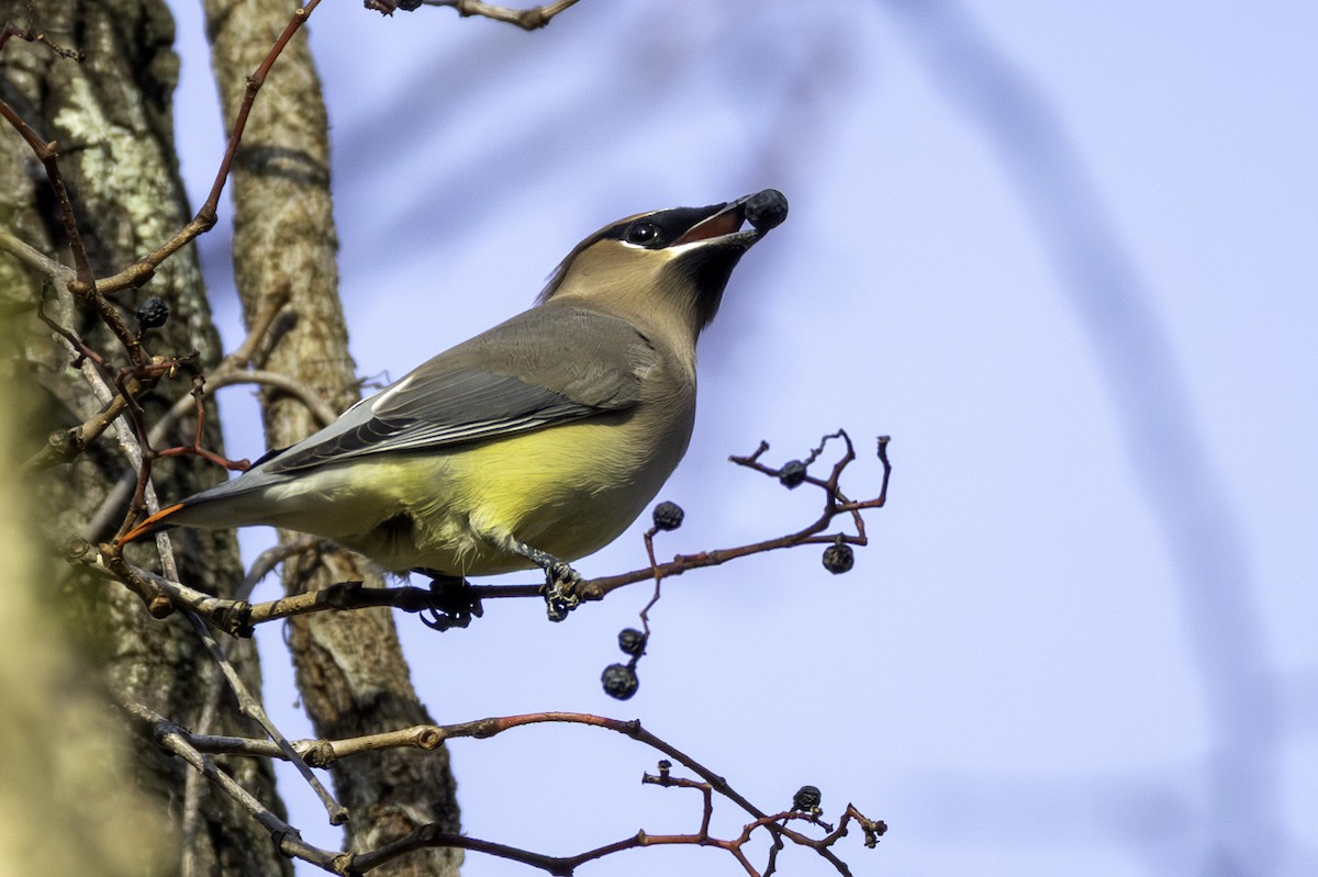 ציצנית אמריקנית - ML645285004